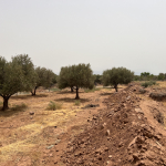 Vente : terrain constructible route ourika 1,3 ha